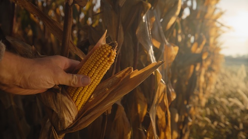 Golden Hour Corn Harvest